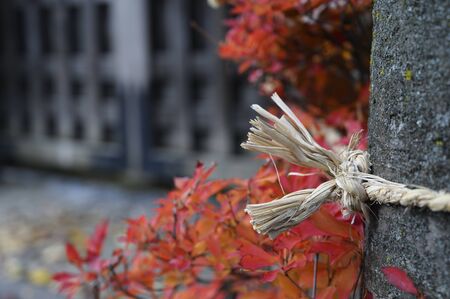 Rope tied to a tree nature backgroundの写真素材