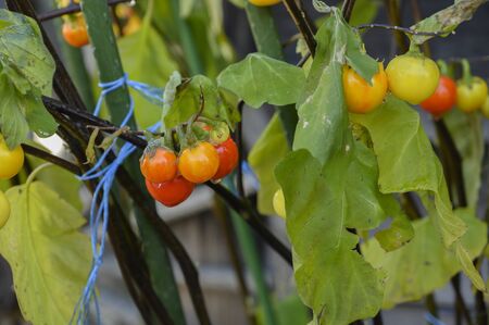 Tomato tree in the field on the natural backgroundの写真素材