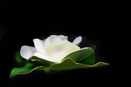 White artificial lotus on black backgroundの写真素材