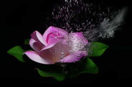Lotus flower in the black backgroundの写真素材
