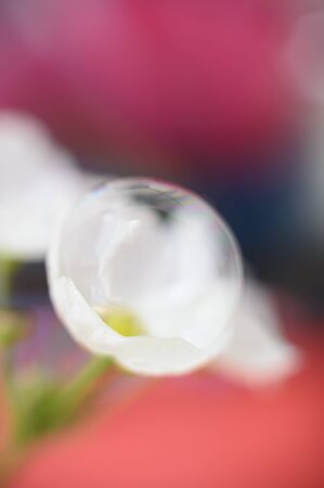 Colorful flowers in a soft and blurred style for the backgroundの写真素材