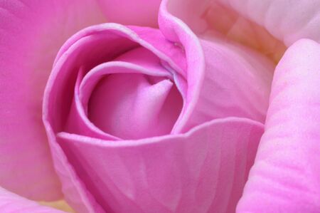 The lotus flower is invented with a sweet pink color in a soft and blurred style for the backgroundの写真素材