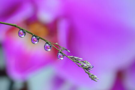 Water droplets on bright leaves on a natural backgroundの写真素材