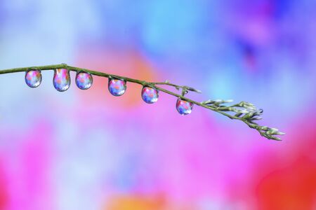 Water drops on a background, flowers on a gradient background