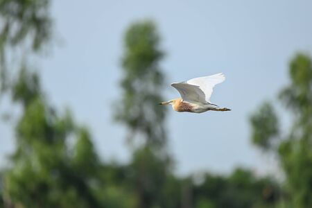 Birds flying in the rice fields on the natural backgroundの写真素材