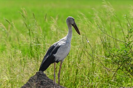 Heron stands in a rice field on a natural backgroundの写真素材