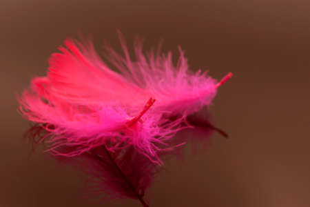 Abstract red feather on black backgroundの写真素材