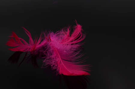 Abstract red feather on black backgroundの写真素材