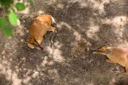 Brown deer resting on the ground in natureの写真素材