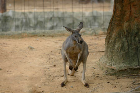 Life of a brown kangaroo in a Thai zooの写真素材