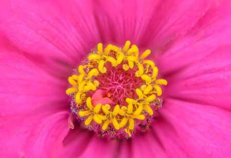 Pink flower pollen in nature on background wallpaperの写真素材