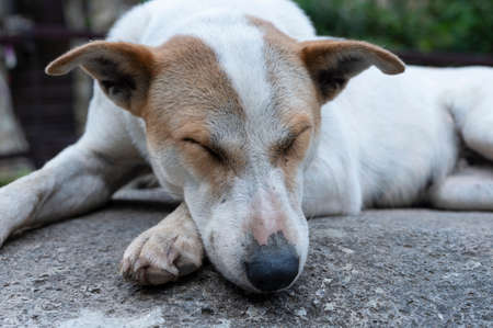 a white-brown dog resting on a concrete cement floor