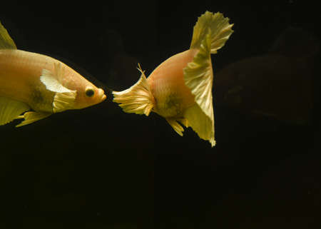 Thai white and yellow fighting fish has a reflection in the fishの写真素材