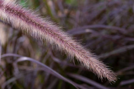 Pennisetum pedicellatum Trin on nature backgroundの写真素材