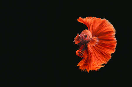 Red Thai fighting fish on a black backgroundの写真素材