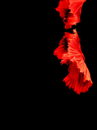 Red Thai fighting fish on a black background