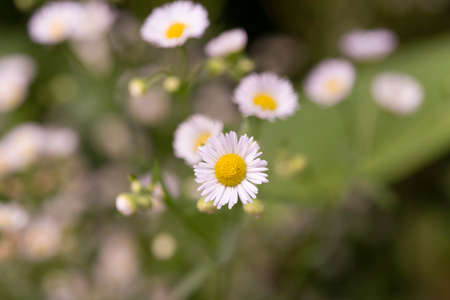 White daisies together on beautiful natural background