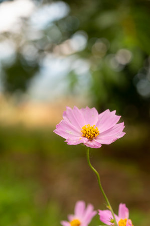 Cosmos flower on nature background, abstract backgroundの写真素材