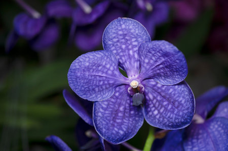 Orchid flower and petals on black backdrop in nature backgroundの写真素材