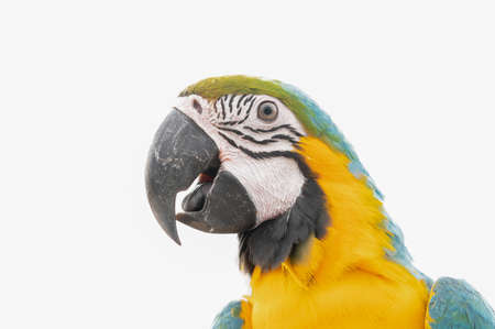 One macaw parrot isolated on white backgroundの写真素材