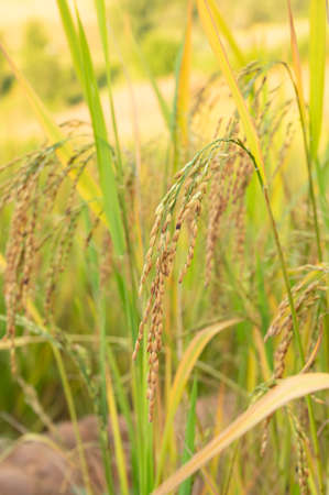 Green rice plant on natural background, abstract backgroundの写真素材