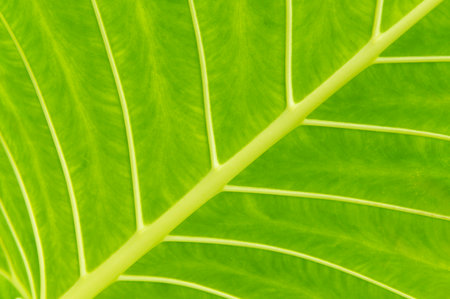 Nature green leaves on soft blur style texture background image