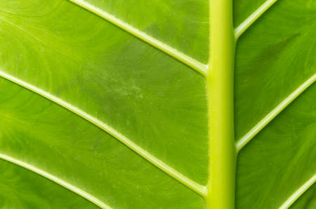 Nature green leaves on soft blur style texture background image