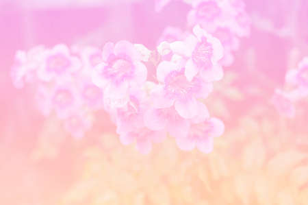 Vintage style colorful flower blur and soft blur for backgroundの写真素材