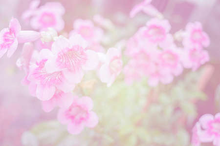 Vintage style colorful flower blur and soft blur for backgroundの写真素材