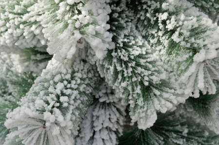 Beautiful christmas pine in the snow on natural spring backgroundの写真素材