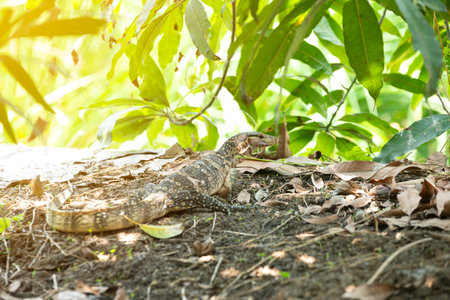 Bengal lizard walking in botanical garden abstract backgroundの写真素材
