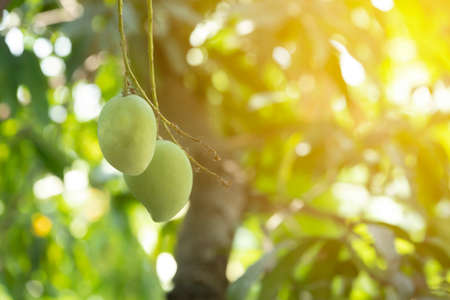 Green mango tree in the garden with natural lightの写真素材