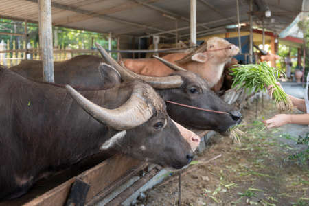 Feeding the buffalo on the farm, feeding green grass to the buffalo in the countrysideの写真素材