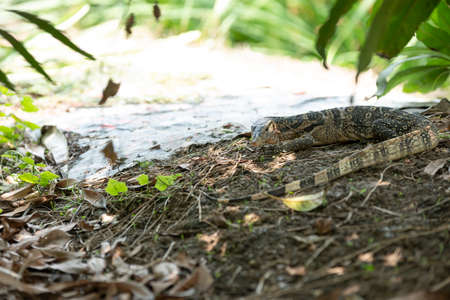 Bengal lizard walking in botanical garden abstract backgroundの写真素材