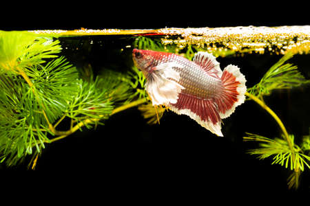 Thai fighting fish with green plants on natural backgroundの写真素材