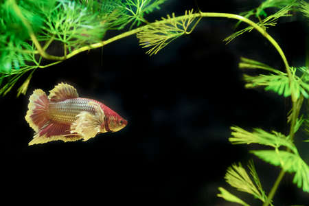 Thai fighting fish with green plants on natural backgroundの写真素材