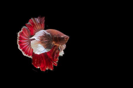 Thai fighting fish with copy space on black sceneの写真素材