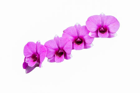 Pink orchid flower on the ground with copy and isolatedの写真素材