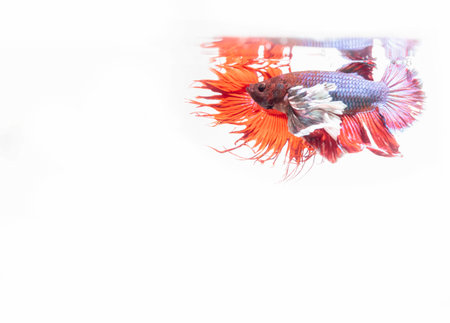 Two Thai fighting fish on white background with copy spaceの写真素材
