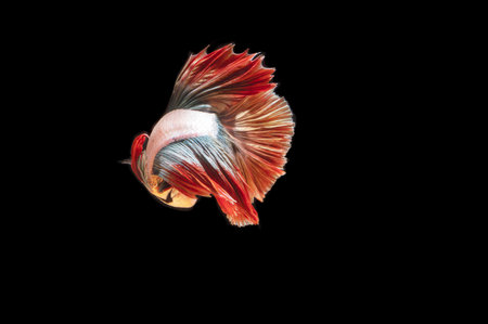 One Thai fighting fish on a black background with a copy space