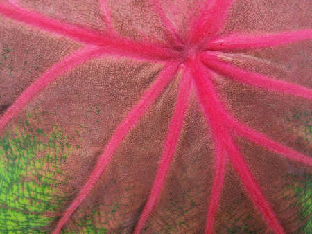 bonsai close-up of caladium leaves beautiful purple, green and white caladium plant leavesの写真素材