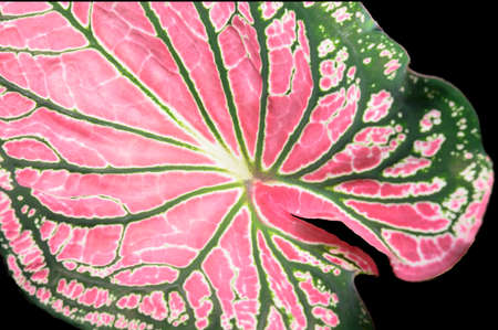 bonsai close-up of caladium leaves beautiful purple, green and white caladium plant leavesの写真素材