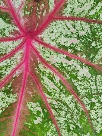 bonsai close-up of caladium leaves beautiful purple, green and white caladium plant leavesの写真素材