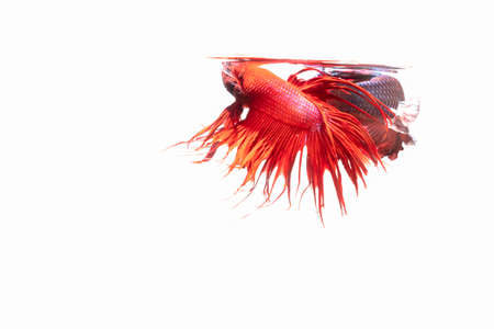 Two Thai fighting fish on a black backgroundの写真素材