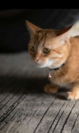 A brown cat sleeping on the cement floor.の写真素材