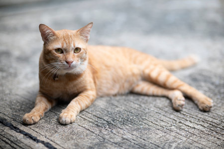 A brown cat sleeping on the cement floor.の写真素材
