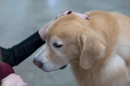 Girl stroking brown dog's neck on pet background