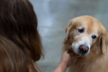 Girl stroking brown dog's neck on pet background