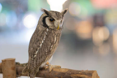 White-faced owl standing on a log on a natural background.の写真素材