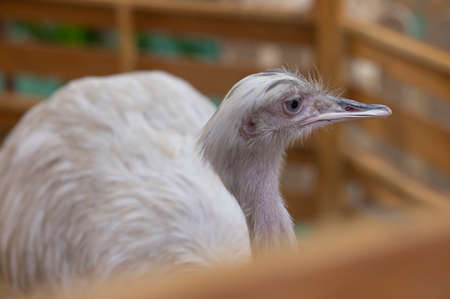 animal, one ostrich on farm backgroundの写真素材